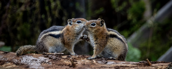 Closeup of little squirrels perching on wood