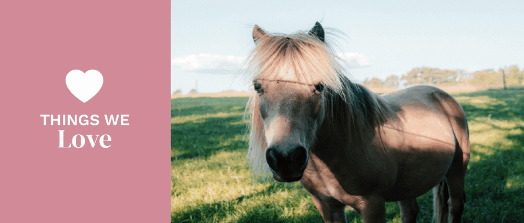 Horse in a green field Horse in a green field