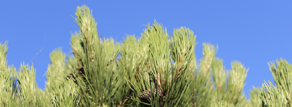 Top Of A Beautiful Green Coniferous Tree Up Against The Blue Sky.